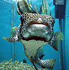 Масковый иглобрюх в аквариуме Эль Гуны