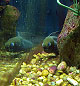 Мурена в аквариуме Эль-Гуны