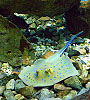 Скат хвостокол в аквариуме Эль Гуны