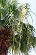 Луксор. Цветки пальмы