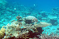 Коралловые рифы. Вид из SeeScop-а