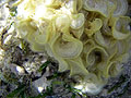 Грибовидные кораллы