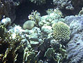 Кораллы и черно-белые помацентры