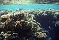 Рыбы и кораллы